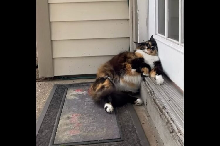 ドアにもたれかかりお昼寝中のネコ。同居犬たちは避けて通るのに慣れっこ？【アメリカ・動画】
