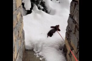 新雪にダイブ！ミニチュアダックスフンドのキュートなシルエットがくっきり！！