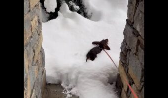 新雪にダイブ!ミニチュアダックスフンドのキュートなシルエットがくっきり!!