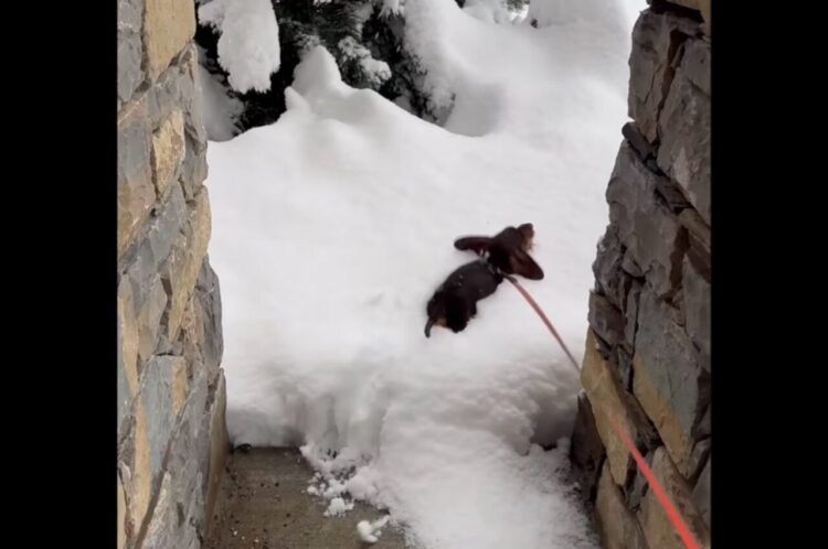 新雪にダイブ！ミニチュアダックスフンドのキュートなシルエットがくっきり！！