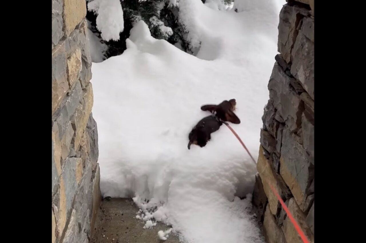 新雪にダイブ!ミニチュアダックスフンドのキュートなシルエットがくっきり!!