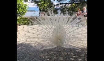 神秘的な白いクジャク。華やかな羽を広げた姿が美しすぎる！！【海外・動画】