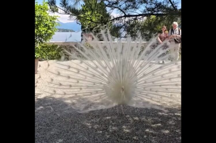 神秘的な白いクジャク。華やかな羽を広げた姿が美しすぎる！！【海外・動画】