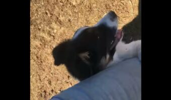 しがみつくほど怖い?新人の牧羊犬が圧倒された相手は・・ヒツジたち!?【アメリカ・動画】