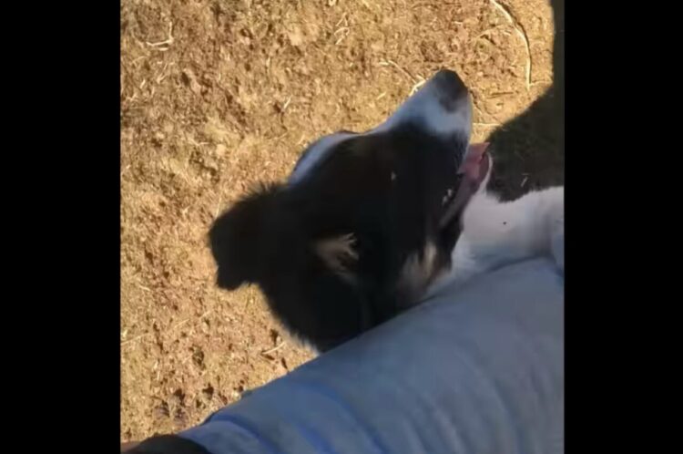 しがみつくほど怖い？新人の牧羊犬が圧倒された相手は・・ヒツジたち！？【アメリカ・動画】