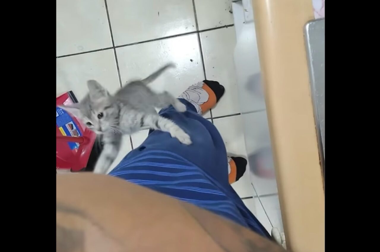 今日も登頂成功!子猫が飼い主さんの体をキャットタワー扱いしてスルスルと登っていく!!【海外・動画】