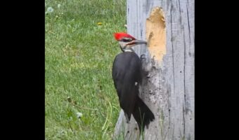 キツツキは穴掘りに大忙し!大工作業を観察されているのを気付かないほど集中してる!!【海外・動画】