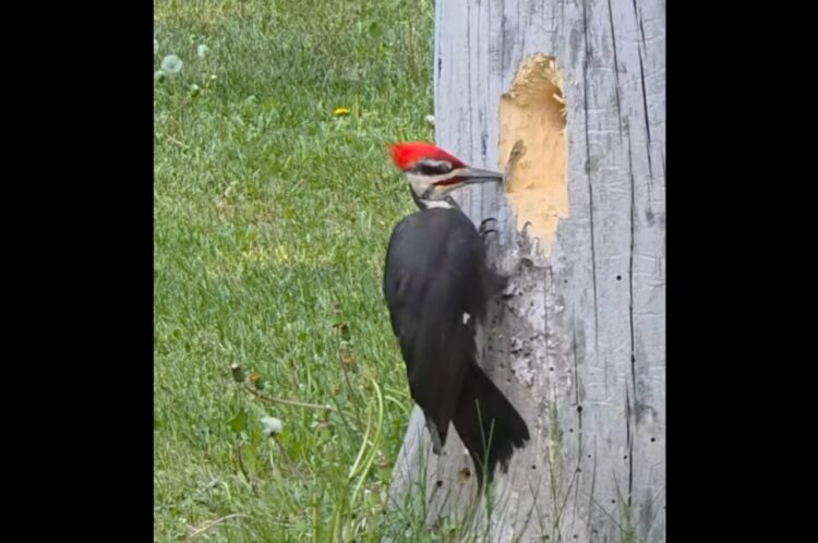 キツツキは穴掘りに大忙し！大工作業を観察されているのを気付かないほど集中してる！！【海外・動画】