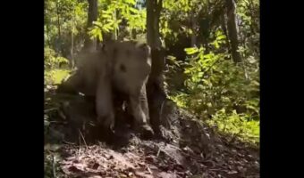 森のすべり台！？赤ちゃんゾウが坂道を滑って遊ぶ！【海外・動画】