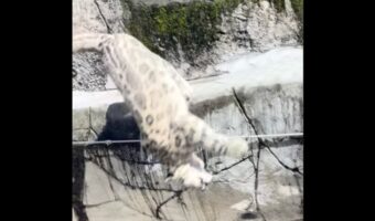 ユキヒョウの見事なバックフリップ！岩場から後ろ向きに一回転しながら飛び降りた！！【海外・動画】
