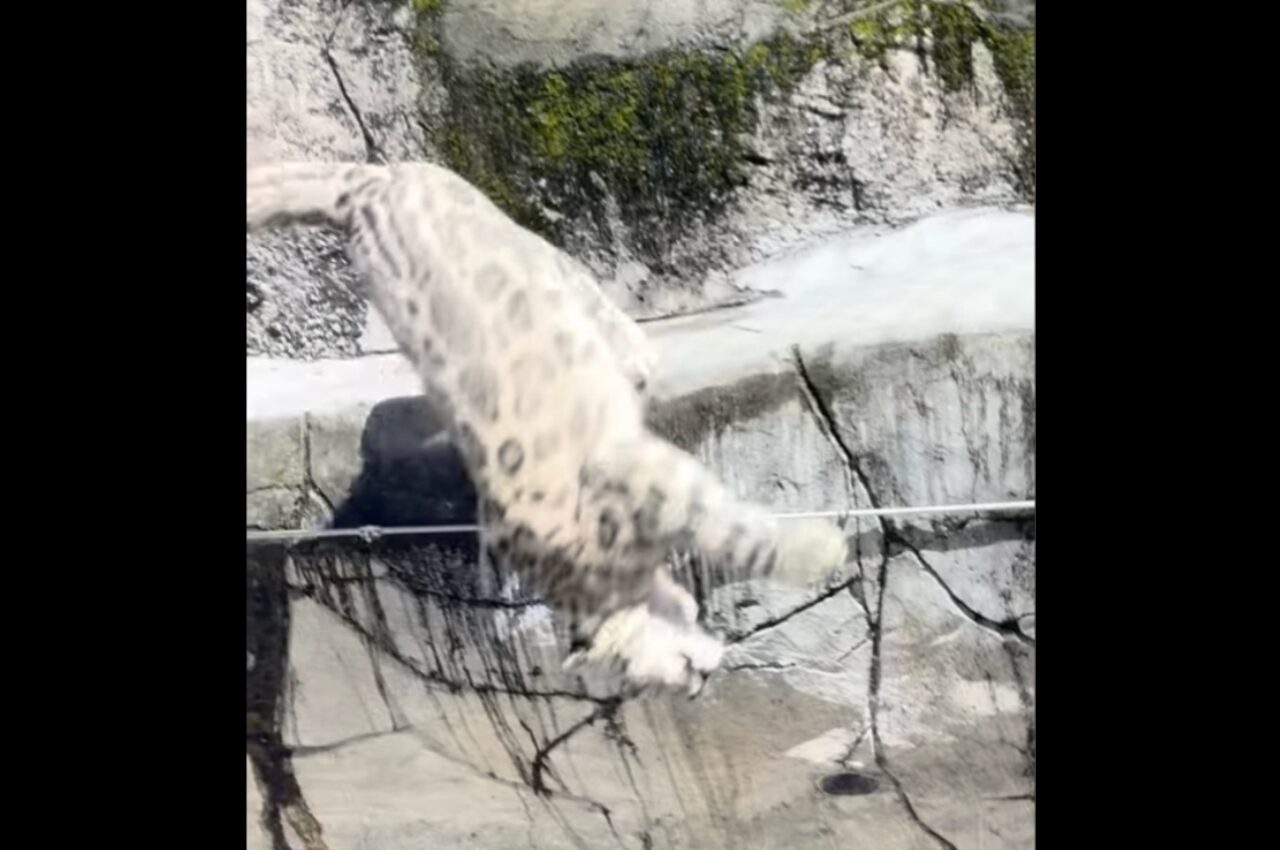 ユキヒョウの見事なバックフリップ!岩場から後ろ向きに一回転しながら飛び降りた!!【海外・動画】