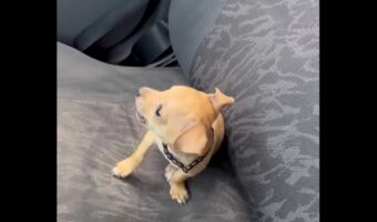 車に乗ろうとしたら・・助手席に先約が!シートの上を陣取るのは・・愛らしい子犬!!【海外・動画】