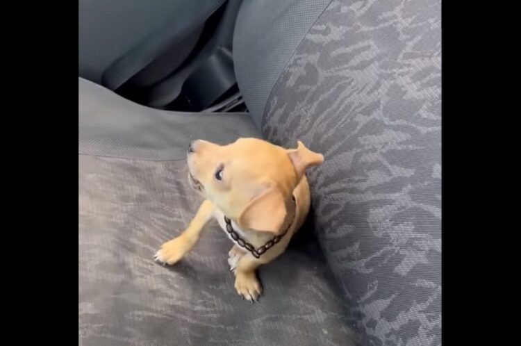 車に乗ろうとしたら・・助手席に先約が！シートの上を陣取るのは・・愛らしい子犬！！【海外・動画】