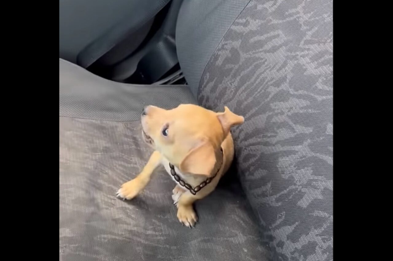車に乗ろうとしたら・・助手席に先約が!シートの上を陣取るのは・・愛らしい子犬!!【海外・動画】