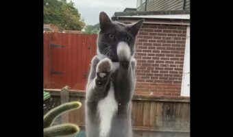 「こっち見て！」外にいるネコが飼い主さんに対して窓越しに猛アピール！【海外・動画】