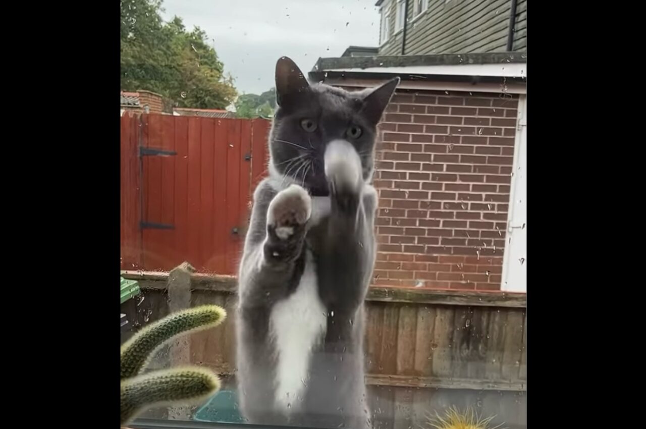 「こっち見て!」外にいるネコが飼い主さんに対して窓越しに猛アピール!【海外・動画】