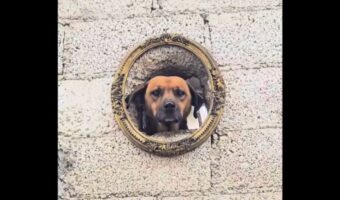 街中の芸術作品？額縁を思わせる壁の穴から順番に顔を出すイヌたち【海外・動画】