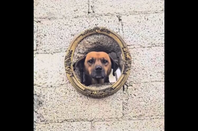 街中の芸術作品？額縁を思わせる壁の穴から順番に顔を出すイヌたち【海外・動画】