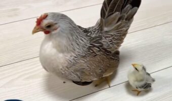 まるで親子!?背中にジャンプして乗るチャボの姿が話題に「か、かわいすぎます!」「羽根に埋もれられると思ったのかも?」