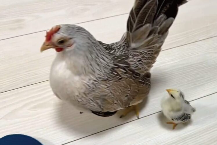 まるで親子！？背中にジャンプして乗るチャボの姿が話題に「か、かわいすぎます！」「羽根に埋もれられると思ったのかも？」