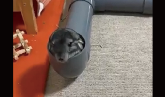 パイプからドュルン!チンチラが出てくる様子に反響「可憐な表情もおててもかわいすぎる」「押し出されてるみたいですね」