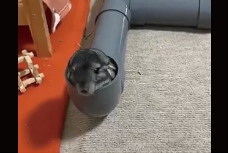 パイプからドュルン！チンチラが出てくる様子に反響「可憐な表情もおててもかわいすぎる」「押し出されてるみたいですね」