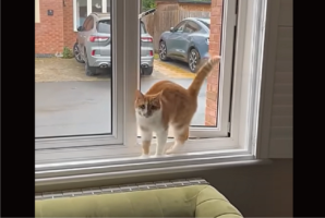 窓から帰宅したネコ。窓にしっぽを向けて・・バックしながら入って来た！！【海外・動画】