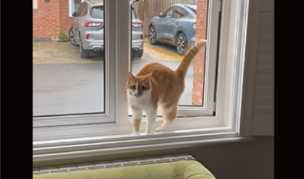 窓から帰宅したネコ。窓にしっぽを向けて・・バックしながら入って来た！！【海外・動画】