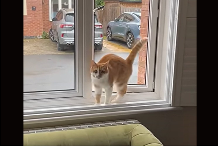 窓から帰宅したネコ。窓にしっぽを向けて・・バックしながら入って来た！！【海外・動画】