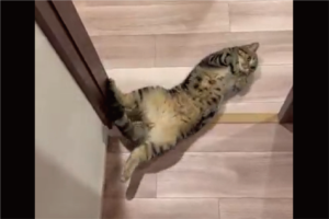 部屋から出たら目の前に愛猫が！？出待ちしていたネコが話題に「出待ちの仕草がかわいい」「待ってたにゃ！」