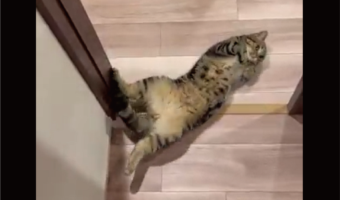 部屋から出たら目の前に愛猫が!?出待ちしていたネコが話題に「出待ちの仕草がかわいい」「待ってたにゃ!」