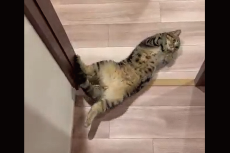 部屋から出たら目の前に愛猫が！？出待ちしていたネコが話題に「出待ちの仕草がかわいい」「待ってたにゃ！」