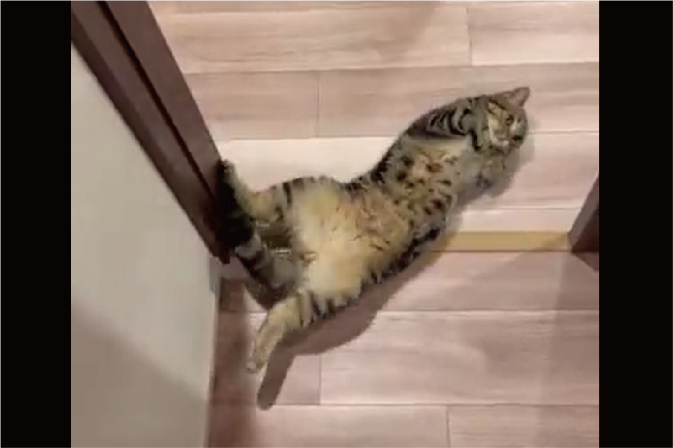 部屋から出たら目の前に愛猫が!?出待ちしていたネコが話題に「出待ちの仕草がかわいい」「待ってたにゃ!」