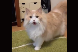 「お嬢さま、何が不服なのでしょうか？」かわいい顔で不満を訴えるネコ