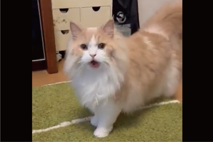 「お嬢さま、何が不服なのでしょうか？」かわいい顔で不満を訴えるネコ