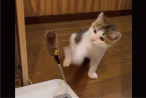 ニャんで当たらないの？なかなかヒットしない連続ネコパンチが話題に「パンチの瞬間おててがパーになるのがかわいい」