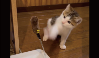 ニャんで当たらないの？なかなかヒットしない連続ネコパンチが話題に「パンチの瞬間おててがパーになるのがかわいい」