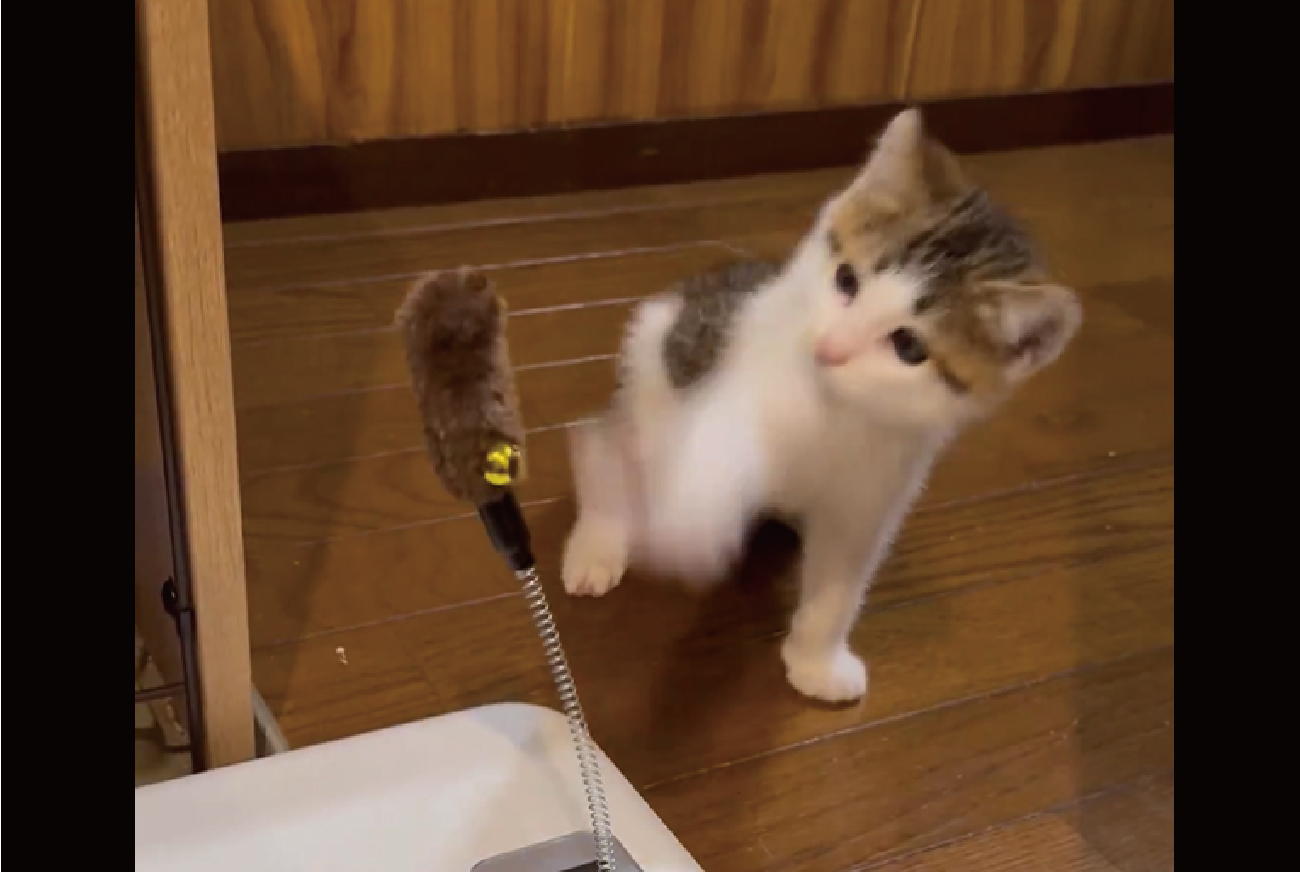 ニャんで当たらないの?なかなかヒットしない連続ネコパンチが話題に「パンチの瞬間おててがパーになるのがかわいい」