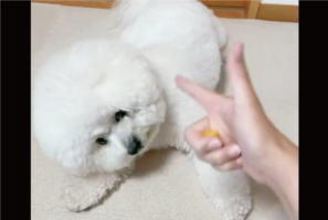 指鉄砲をビションフリーゼに向けたら・・。至近距離からの狙撃をすべてかわす動きに反響「バン芸ってよけ芸だっけ？」