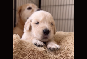 「どうしたらいい？」みたいな顔をしているゴールデンレトリバーの子犬。表情も動きもかわいすぎる！「たまらなくかわいい」