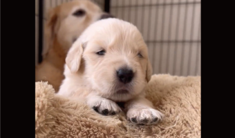「どうしたらいい？」みたいな顔をしているゴールデンレトリバーの子犬。表情も動きもかわいすぎる！「たまらなくかわいい」
