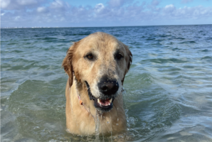 同じ水の中でも全然違う？ゴールデンレトリバーの海とお風呂とでの表情の違いに「両極端で笑っちゃいました」「これじゃない感」