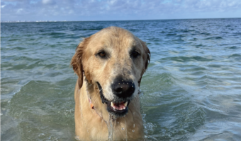 同じ水の中でも全然違う？ゴールデンレトリバーの海とお風呂とでの表情の違いに「両極端で笑っちゃいました」「これじゃない感」