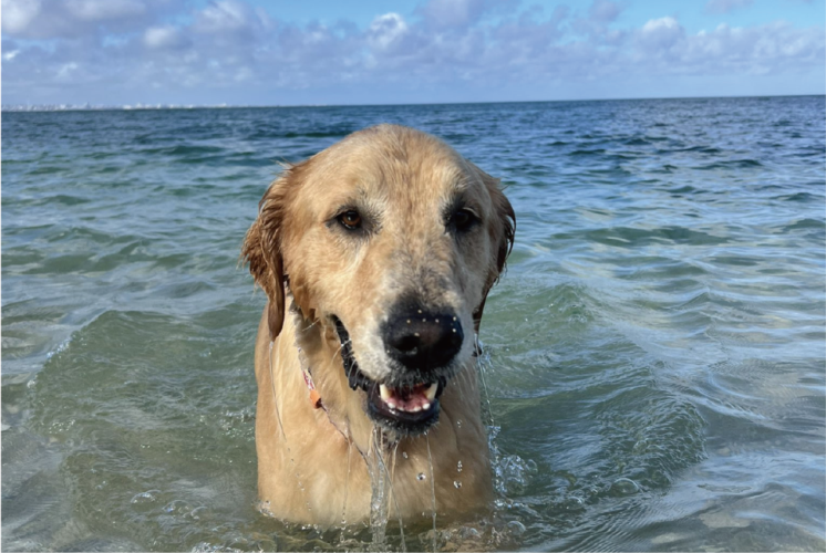 同じ水の中でも全然違う？ゴールデンレトリバーの海とお風呂とでの表情の違いに「両極端で笑っちゃいました」「これじゃない感」