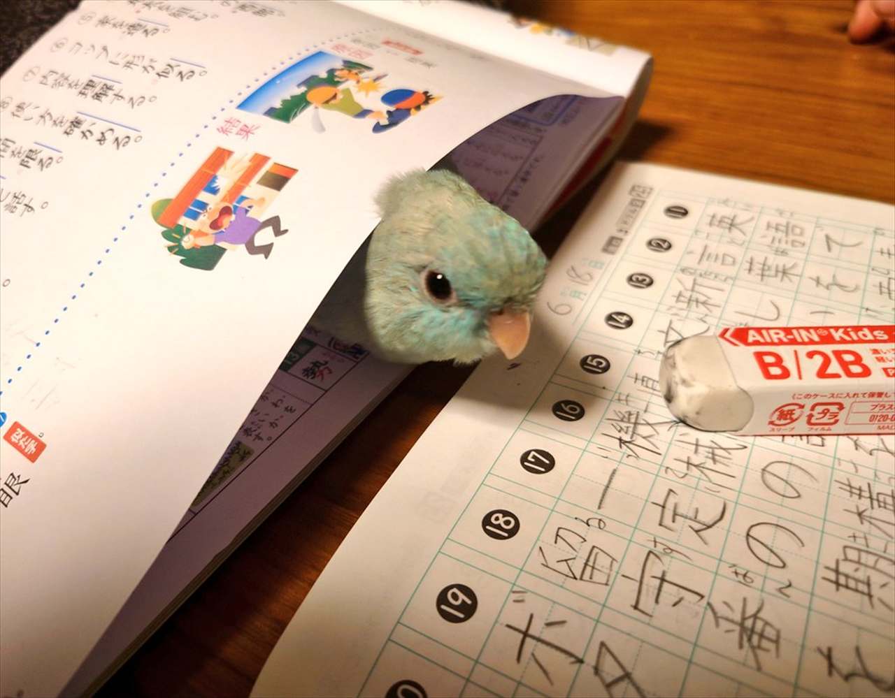 インコが宿題をしているか見守っている!?テキストの隙間に潜り込んだ姿が話題に「かわいい」「本当に見守れているのだろうか?」