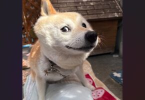 『何その顔！』柴犬が見せた顔が話題に「もうこれはキャラクターですね！」「アメコミ風」