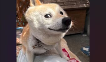 『何その顔!』柴犬が見せた顔が話題に「もうこれはキャラクターですね!」「アメコミ風」