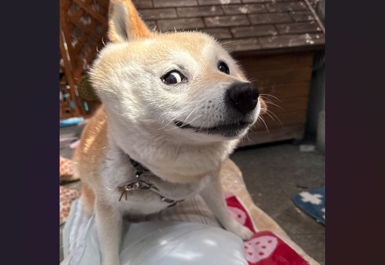 『何その顔!』柴犬が見せた顔が話題に「もうこれはキャラクターですね!」「アメコミ風」