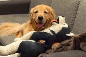 飼い主さんをリビングからニコニコ見つめるゴールデンレトリバー。穏やかなその表情が話題に「かわいい！」「満面の笑顔！」