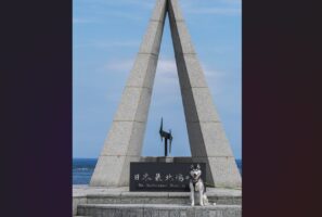 位置が絶妙！？『日本最北端のハスキー』になっていた1枚の写真が話題に「元々寒冷地域の犬なので、何の違和感もない」